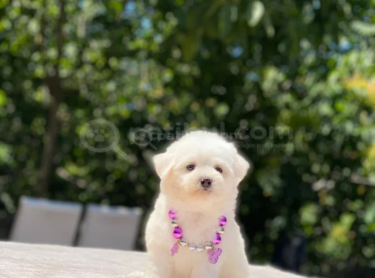 Kucak Deli̇si̇ Maltese Bebekler görsel