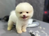 Pamuk Gi̇bi̇ Pomeranian Yavrular