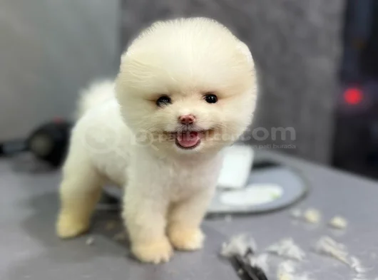 Pamuk Gi̇bi̇ Pomeranian Yavrular görsel