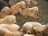 YÜKSEK KALİTE GOLDEN RETRIEVER YAVRULARIMIZ