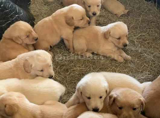 Yüksek Kali̇te Golden Retriever Yavrularimiz
