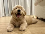 Yüksek Kali̇te Golden Retriever Yavrularimiz