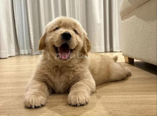 Yüksek Kali̇te Golden Retriever Yavrularimiz görsel