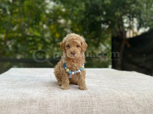 Ai̇leye Uyumlu Sevi̇mli̇ Malti̇poo görsel