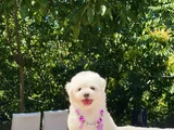 Kucak Deli̇si̇ Maltese Bebekler