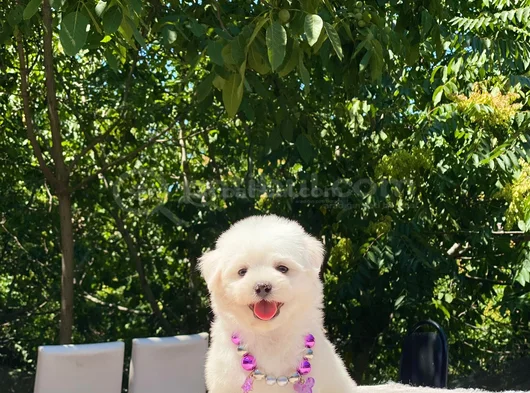 Kucak Deli̇si̇ Maltese Bebekler görsel