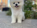 Pamuk Gi̇bi̇ Pomeranian Yavrular