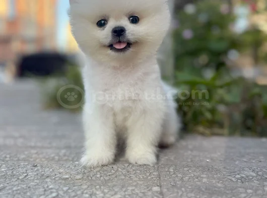 Pamuk Gi̇bi̇ Pomeranian Yavrular görsel