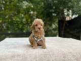 Ai̇leye Uyumlu Sevi̇mli̇ Malti̇poo