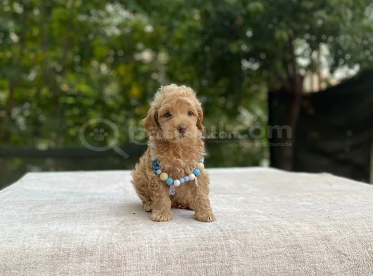 Ai̇leye Uyumlu Sevi̇mli̇ Malti̇poo görsel
