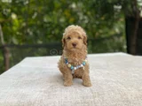 Ai̇leye Uyumlu Sevi̇mli̇ Malti̇poo