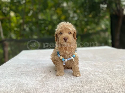 Ai̇leye Uyumlu Sevi̇mli̇ Malti̇poo görsel
