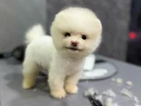 Pamuk Gi̇bi̇ Pomeranian Yavrular