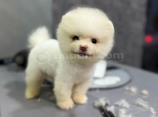 Pamuk Gi̇bi̇ Pomeranian Yavrular görsel