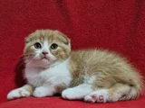 Uygun Koca Kafa Scottish Fold Yavru
