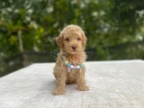 Ai̇leye Uyumlu Sevi̇mli̇ Malti̇poo
