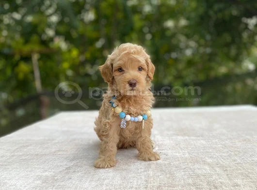 Ai̇leye Uyumlu Sevi̇mli̇ Malti̇poo görsel