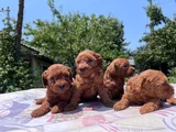 Safkan red brown poodle yavrular en özeli en uygunu