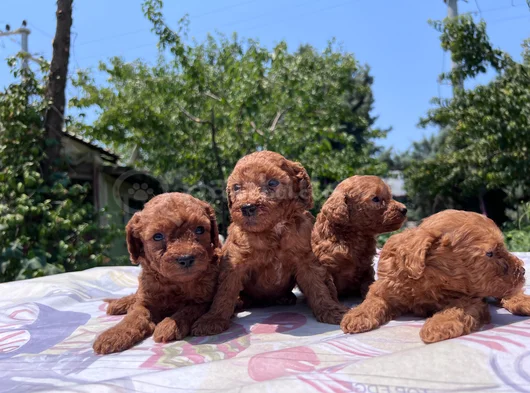 Safkan Red Brown Poodle Yavrular En Özeli En Uygunu