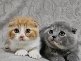 Koca Kafalı Sıfır Kulak Scottish Fold Yavru Istanbul