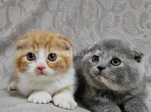 Koca Kafalı Sıfır Kulak Scottish Fold Yavru Istanbul görsel
