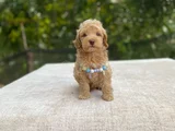 Ai̇leye Uyumlu Sevi̇mli̇ Malti̇poo