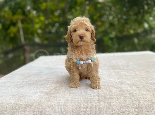 Ai̇leye Uyumlu Sevi̇mli̇ Malti̇poo görsel