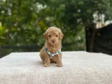 AİLEYE UYUMLU SEVİMLİ MALTİPOO