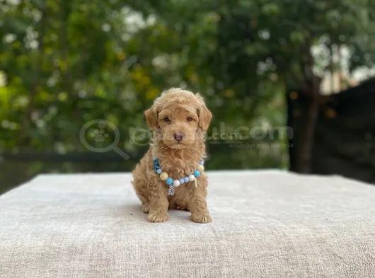 Ai̇leye Uyumlu Sevi̇mli̇ Malti̇poo
