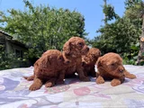 Safkan Red Brown Poodle Yavrular En Özeli En Uygunu