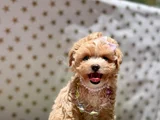 Tüy Dökmeyen Maltipoo Bebekler