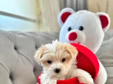 A kalite Maltipoo Bebeğimiz