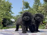 Poodle En Güzel Hali Siyah Yavrular