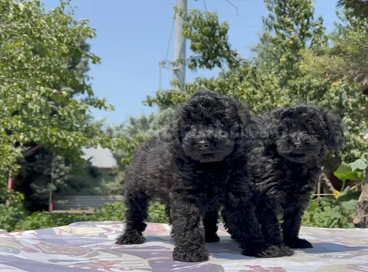 Poodle En Güzel Hali Siyah Yavrular görsel