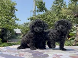 Poodle En Güzel Hali Siyah Yavrular