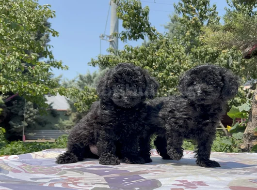 Poodle En Güzel Hali Siyah Yavrular görsel