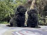 Poodle En Güzel Hali Siyah Yavrular