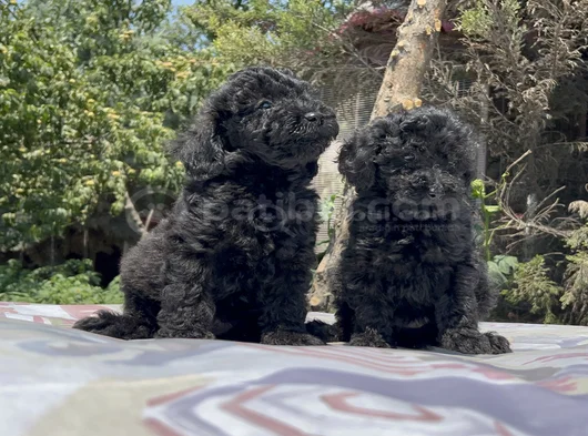 Poodle En Güzel Hali Siyah Yavrular görsel