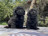 Poodle En Güzel Hali Siyah Yavrular