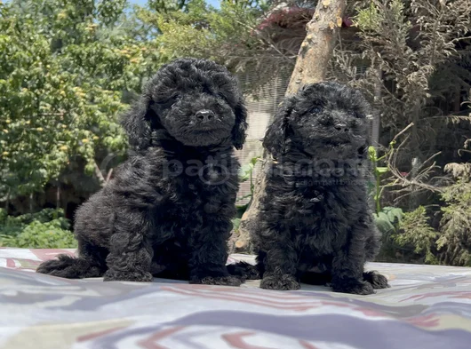 Poodle En Güzel Hali Siyah Yavrular görsel