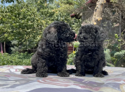 Poodle En Güzel Hali Siyah Yavrular görsel