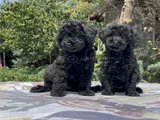 Poodle En Güzel Hali Siyah Yavrular