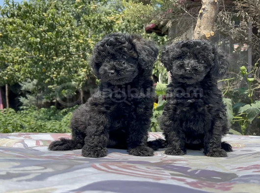 Poodle En Güzel Hali Siyah Yavrular görsel