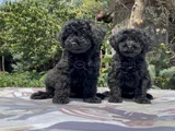 Poodle en güzel hali siyah yavrular