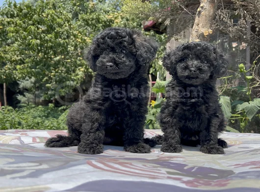 Poodle en güzel hali siyah yavrular