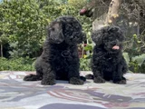 Poodle En Güzel Hali Siyah Yavrular