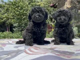 Poodle En Güzel Hali Siyah Yavrular