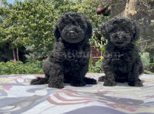 Poodle En Güzel Hali Siyah Yavrular görsel