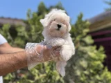 Safkan En Özel En Uygun Maltese Yavrular