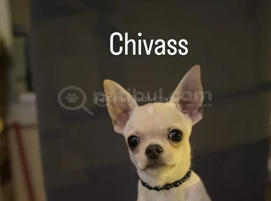 İnsan Canlısı Ömürlük Dost görsel